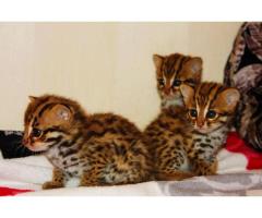 Котята азиатской леопардовой кошки.