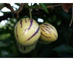 Пепино - дынная груша экзотическое растение